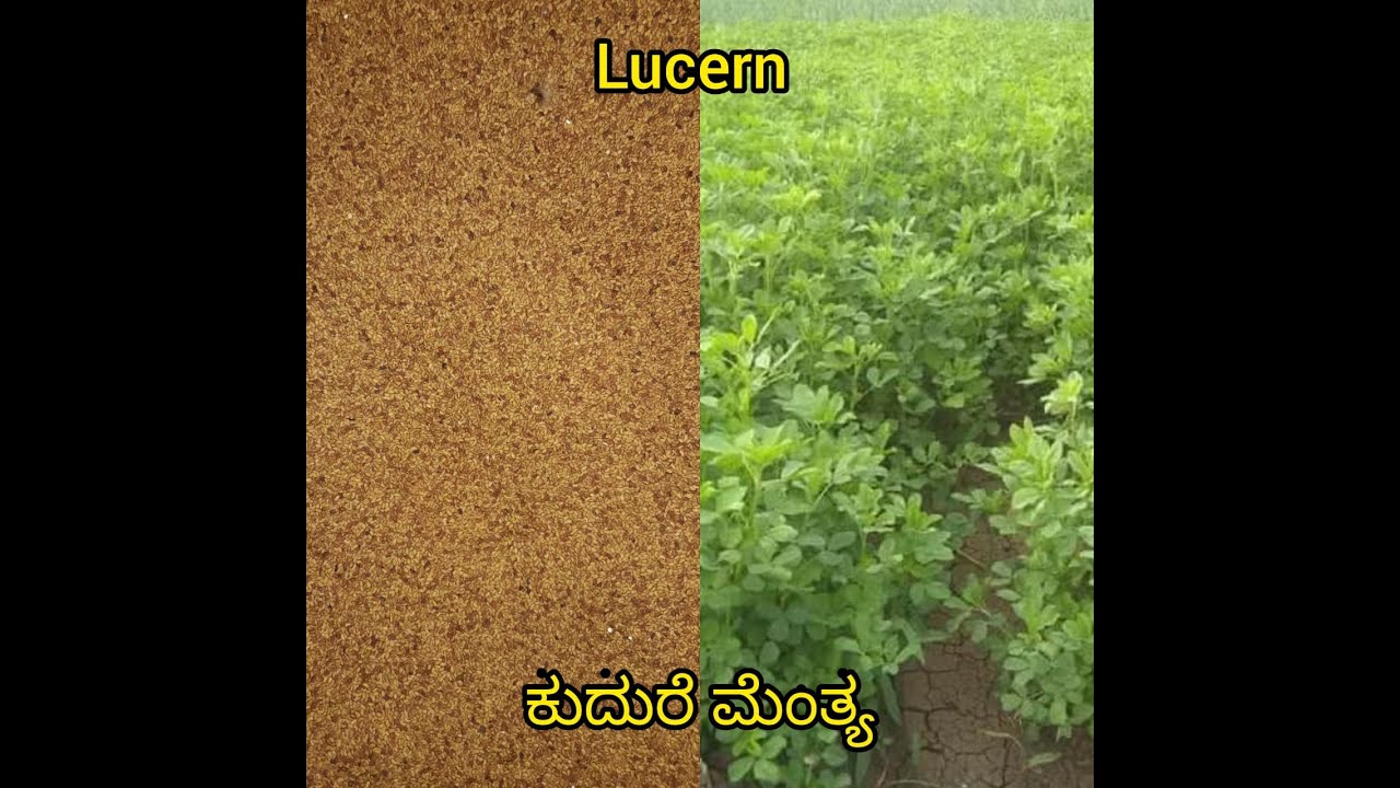 ಕುದುರೆ ಮೆಂತ್ಯ ಬಿತ್ತಲು ಮತ್ತೊಂದು ವಿಧಾನ / Another method of  growing lucern.