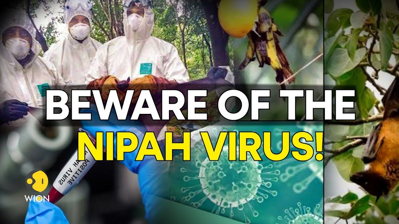 Nipah virus: What are the symptoms, precautions & treatment for the deadly virus? | WION Originals