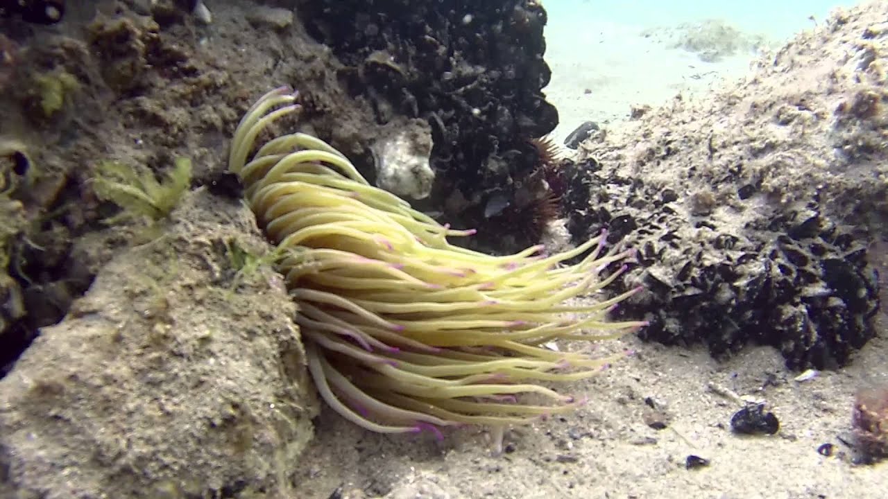Underwater Paper Planes - Mediterranean Diving