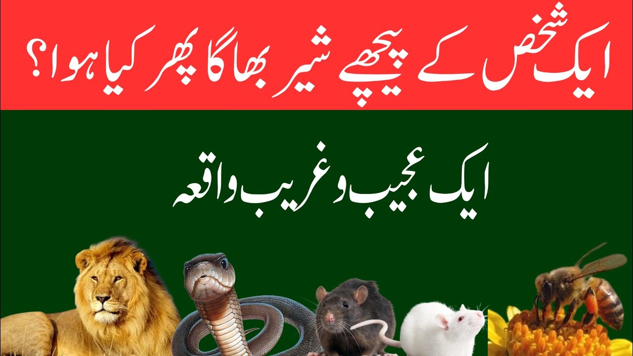 دنیا کی مثال//آخرت کی فکر/امام غزالی کا واقعہ@Blessed-Be33