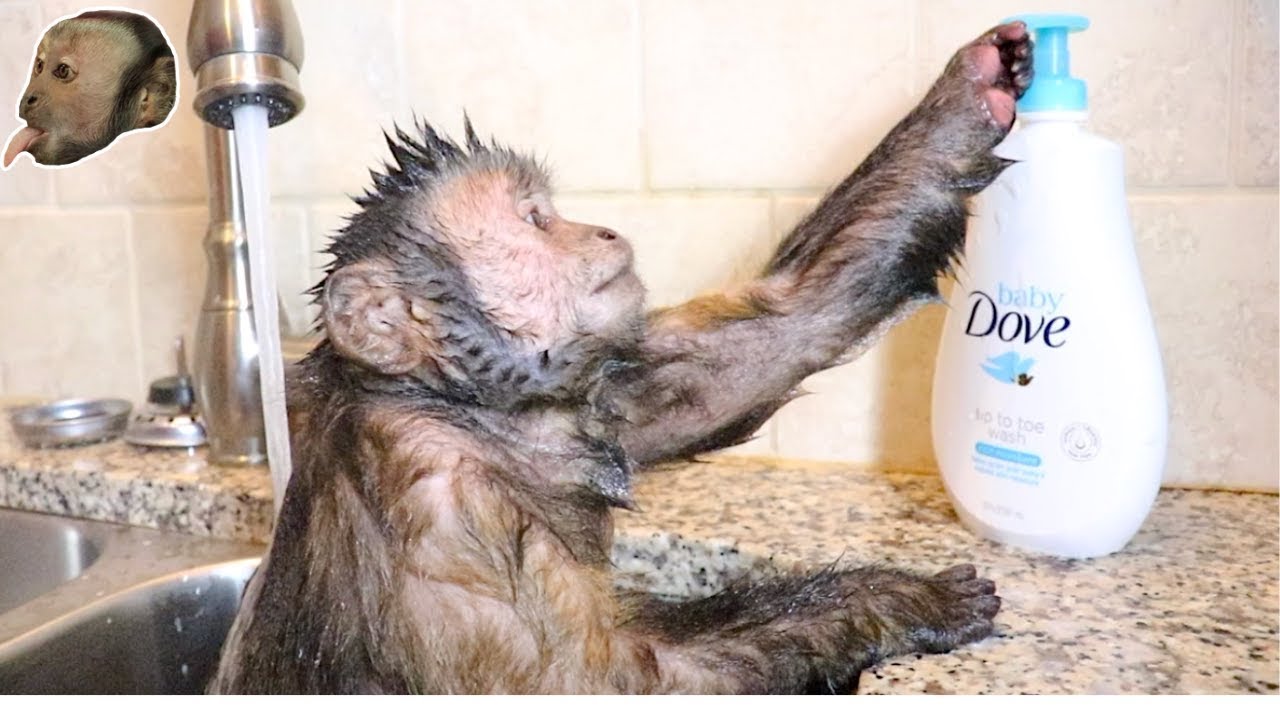 Capuchin Monkey Takes a Hot Relaxing Bath!