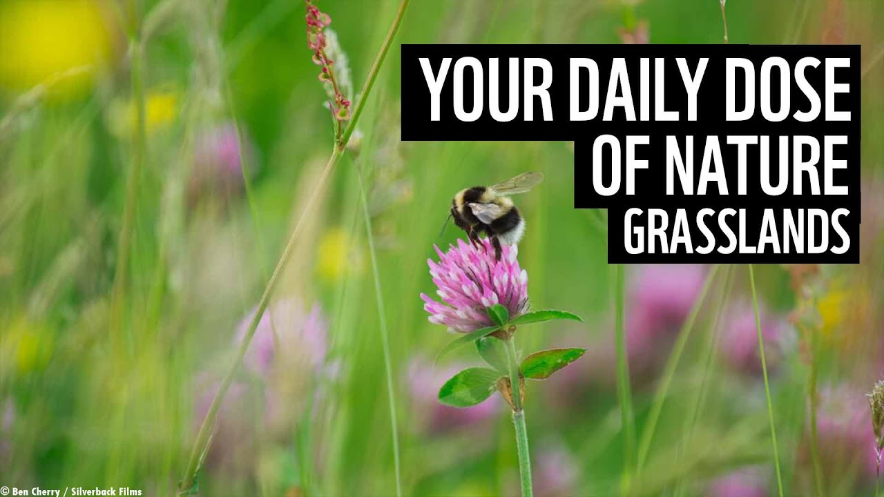 A daily dose of nature | UK grasslands | WWF