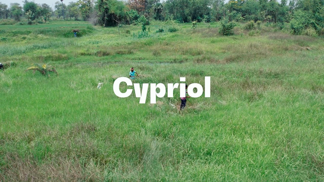 EUROFRAGANCE ICON field trips - Cypriol in India