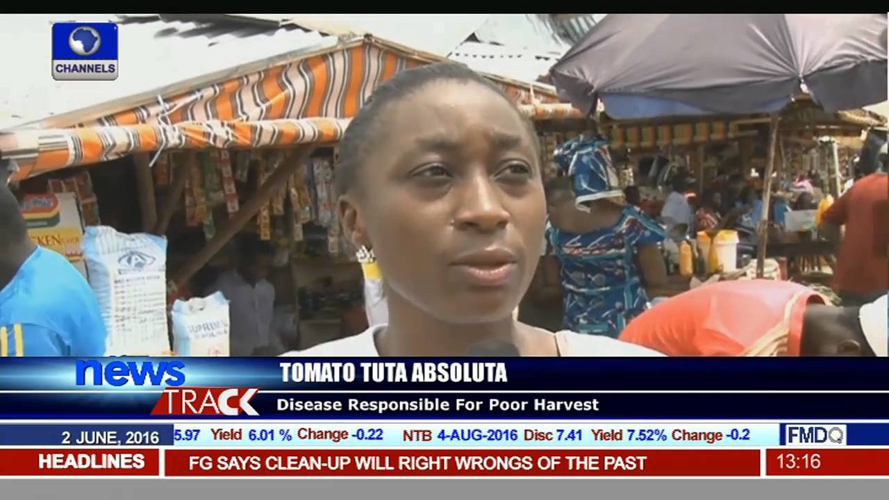 Tomato Tuta Absoluta Disease Responsible For Poor Harvest