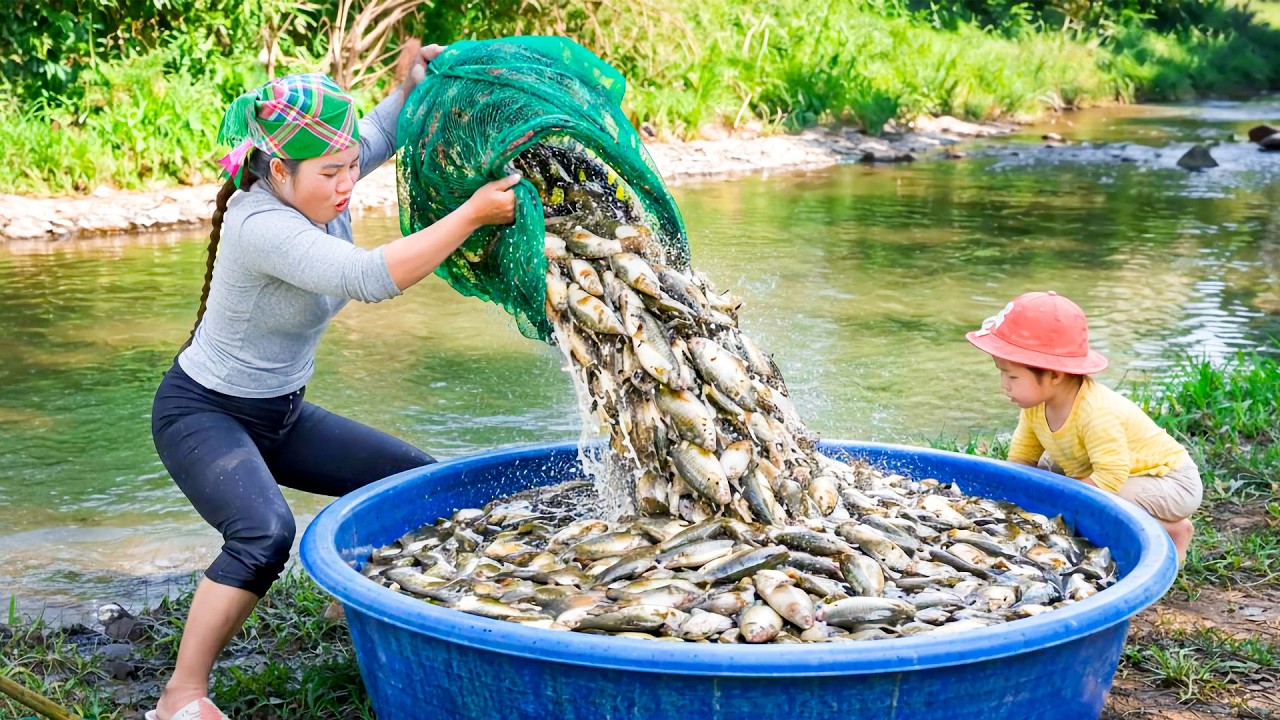 500m Fishing Net on the River - Single Mom Harvests Climbing Perch to Sell at Fish Market