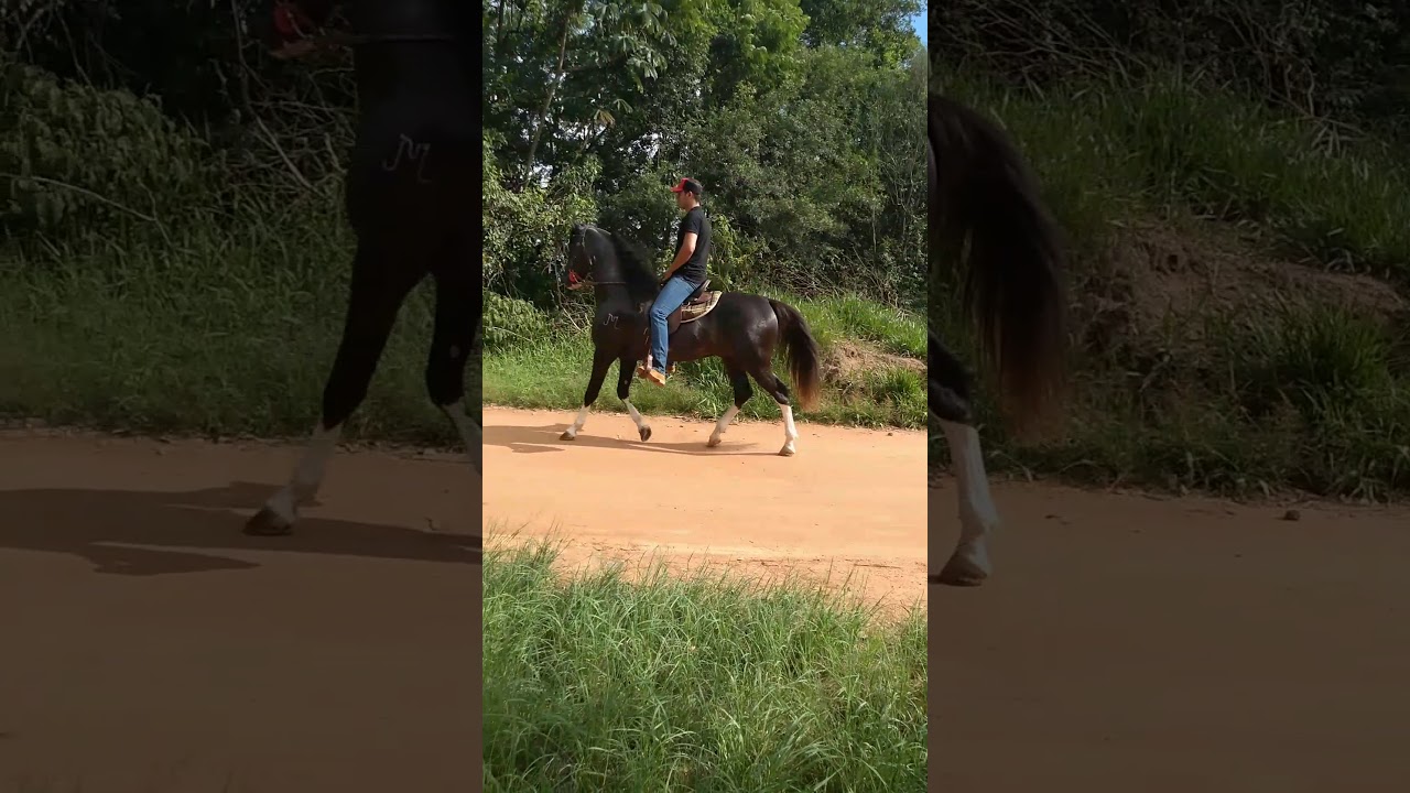 Mangalarga paulista pisador ( cavalo de patrão)