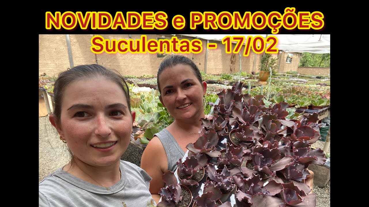 NOVIDADES e PROMOÇÕES - Suculentas - 17/02