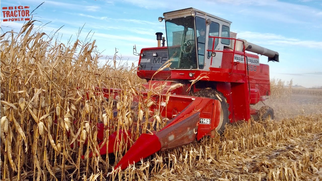 MASSEY FERGUSON 850 Combine Harvesting Corn