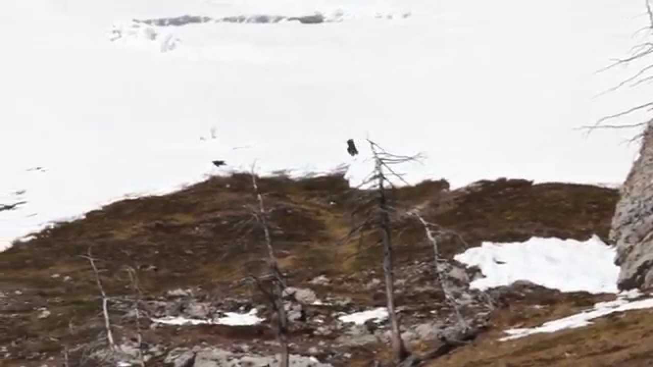 Accoppiamento Aquila Reale - Mating Aquila Chrysaetos, Valle Di Susa, Piedmont, ITALY 19/03/2014