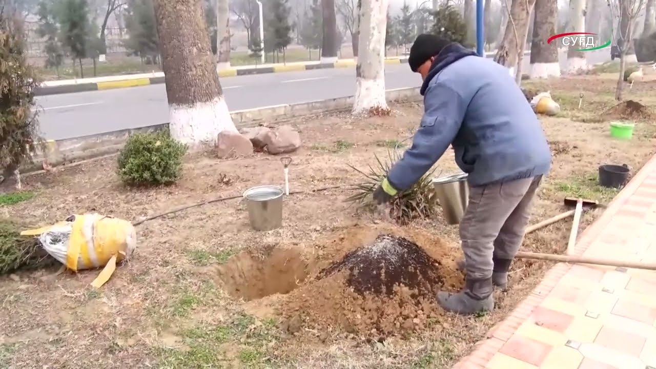 Дар шаҳри Гулистон маъракаи ниҳолшинонӣ идома дорад.