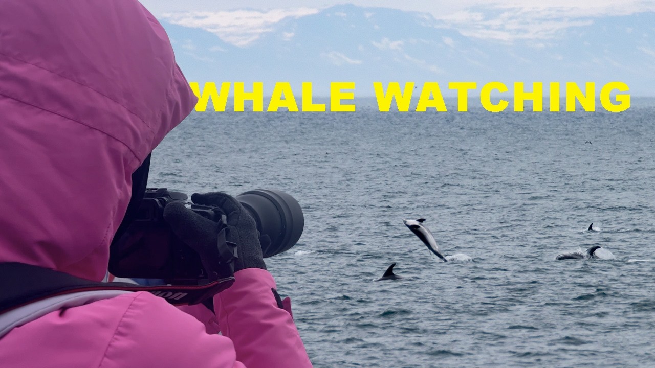 Whale watching in Iceland gone WILD 👀 unreal Reykjavik tour!