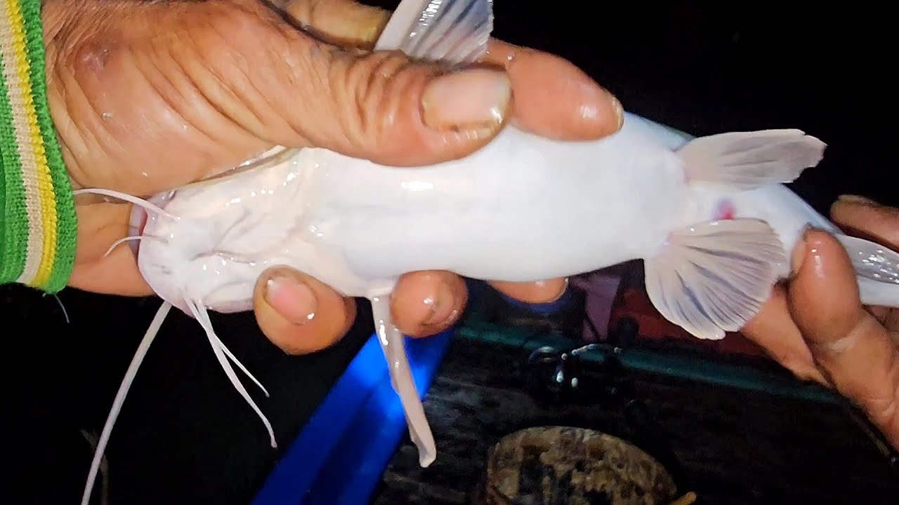Quá Êm Khi Câu Cá Lăng Bằng Mồi Ruột Ủ Có Cá Là Lụm@VợChồngĐồngQuêTV 