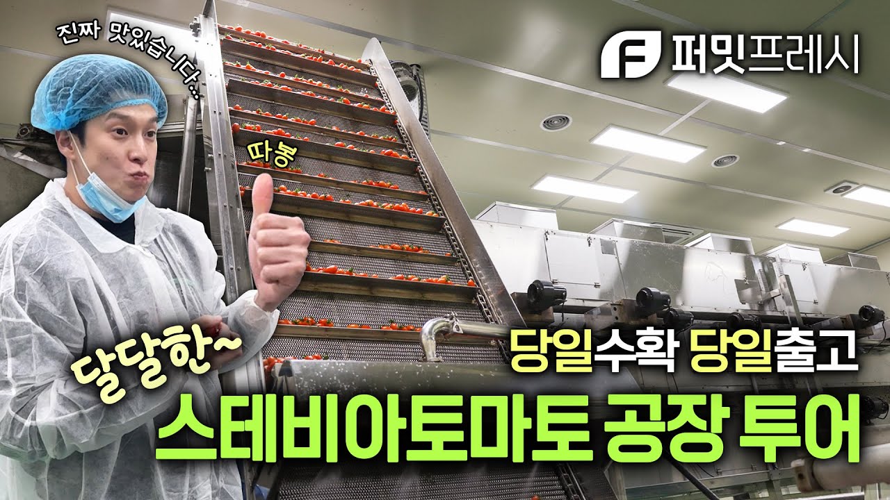[퍼밋] 스테비아 방울토마토의 달콤한 비밀! 퍼밋프레시 공장 탐방