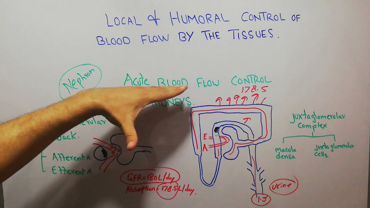 CVS physiology 101.  Role of macula densa &Tubuloglomerular mechanism in acute blood flow control.