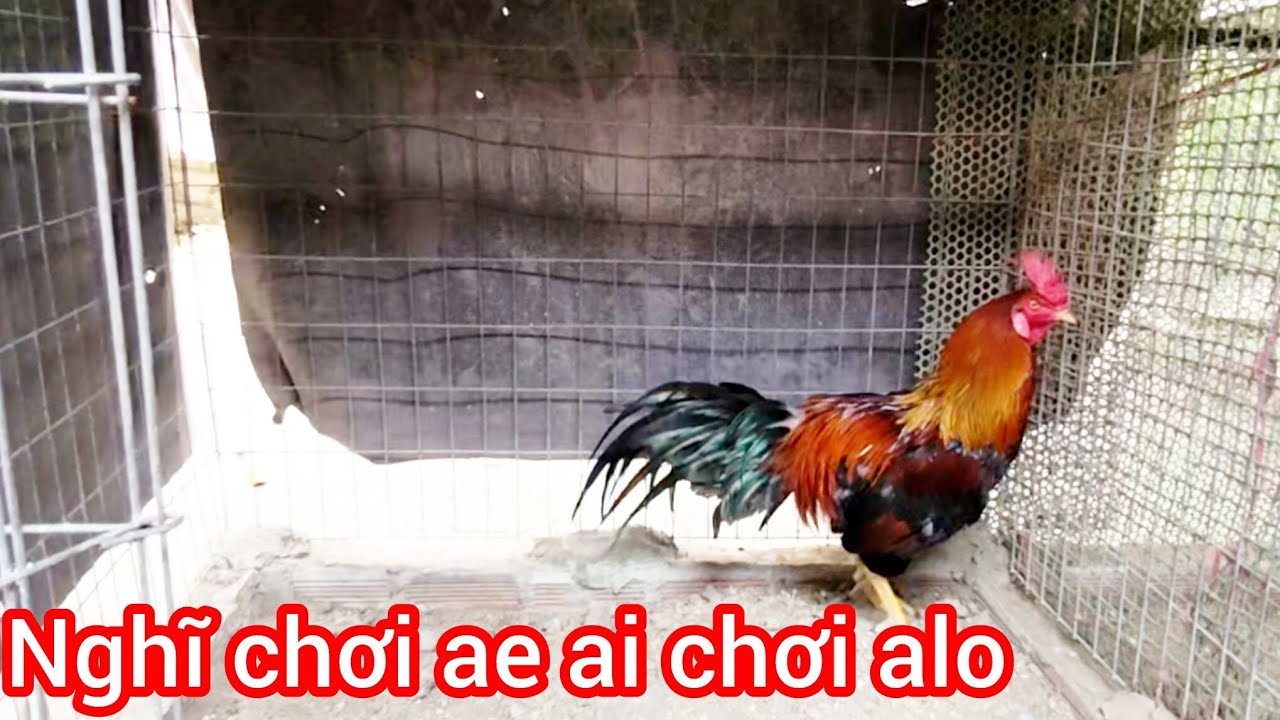 CONG VIỆC KHÔNG THỜI GIAN CHĂM AE AI CHOI CHIA GIÁ LÚA #0898464053