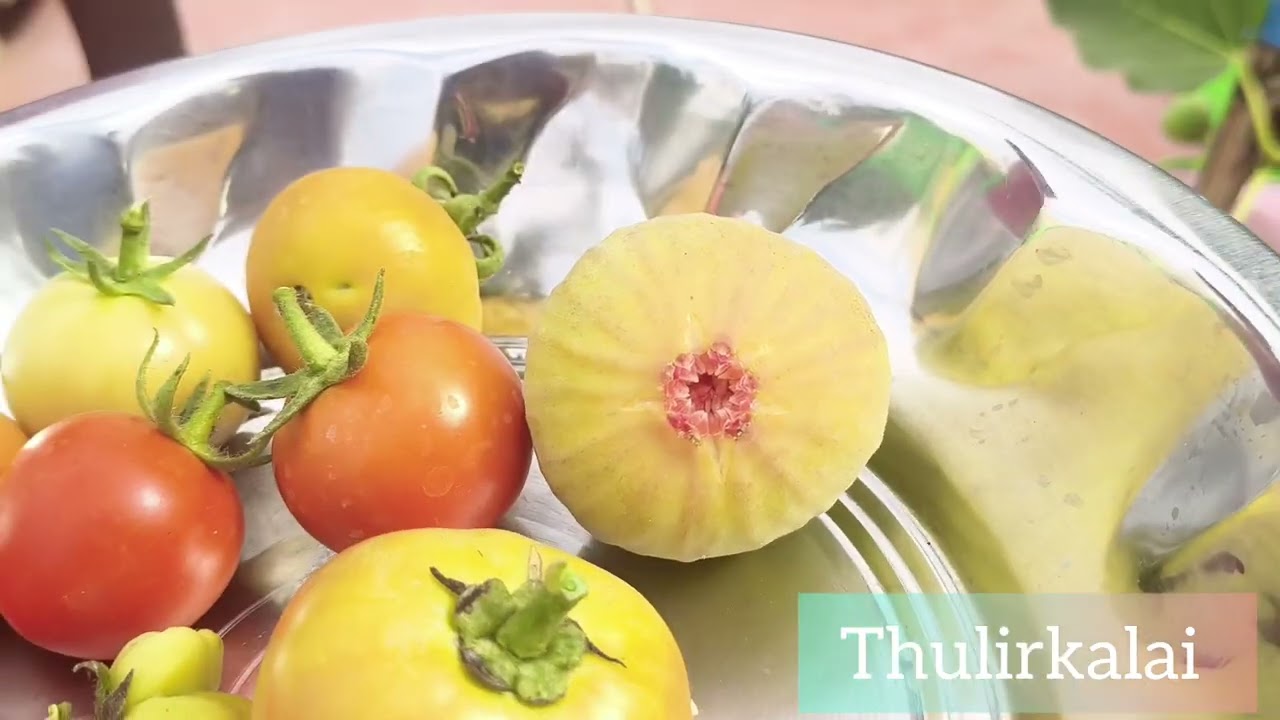 vegetable harvesting #shortsfeed #funny #shortvideoviral #shortvideoviral #gardening#song #ytshorts