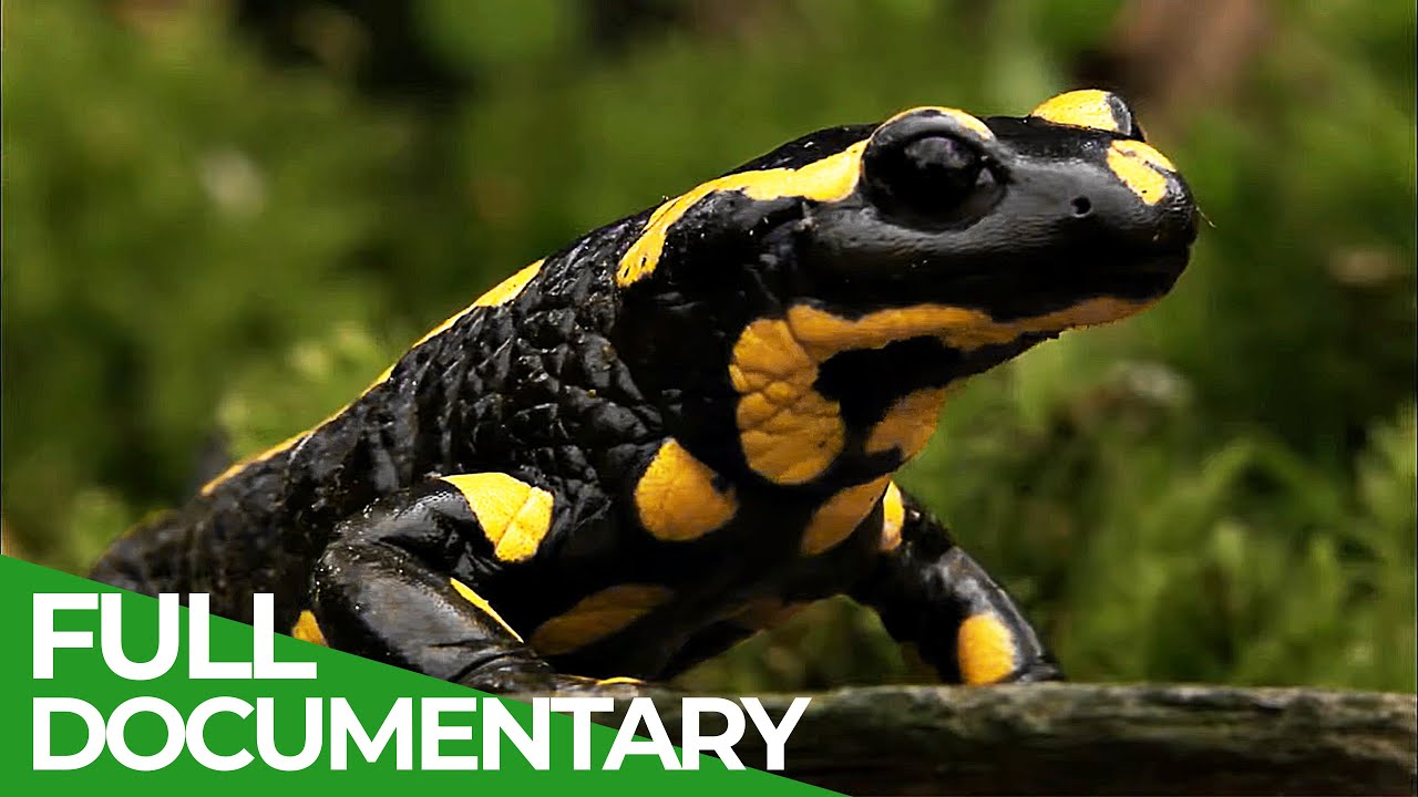 Fire Salamander - Spectacular Footage of the Elusive Nocturnal Wanderer | Free Documentary Nature