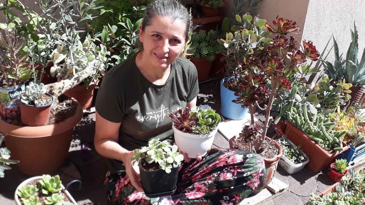 Aeonium sukulent türler son bahar bakımları