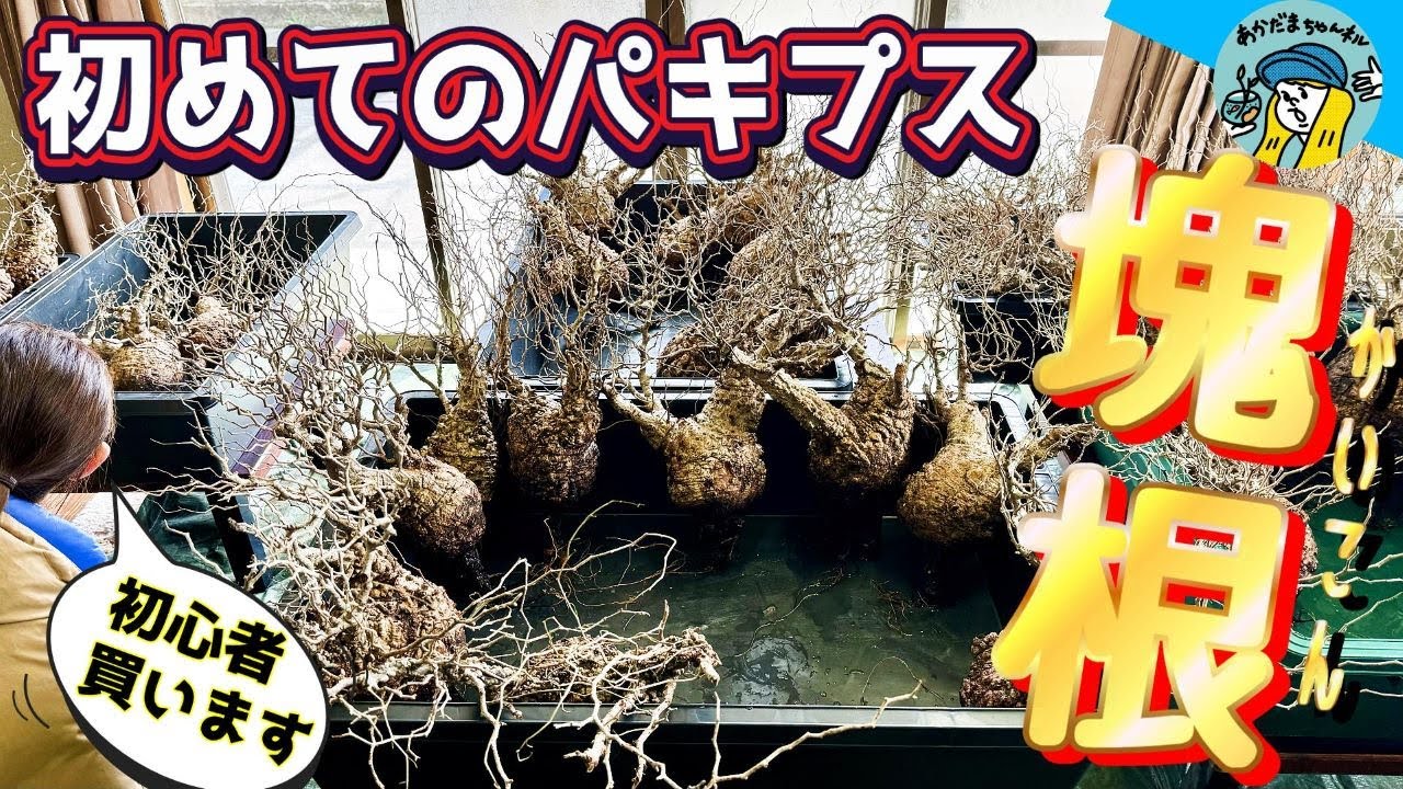 【塊根植物】初めてのパキプス！塊根植物の初心者がパキプスを購入して発根チャレンジ！初心者や塊根植物に興味がある方必見！（その壱！輸入株は鮮度が命）