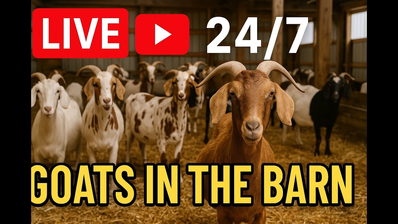 🐐 LIVE 24/7 Goat Barn | Cute Goats, Baby Goats, Relaxing Farm Stream