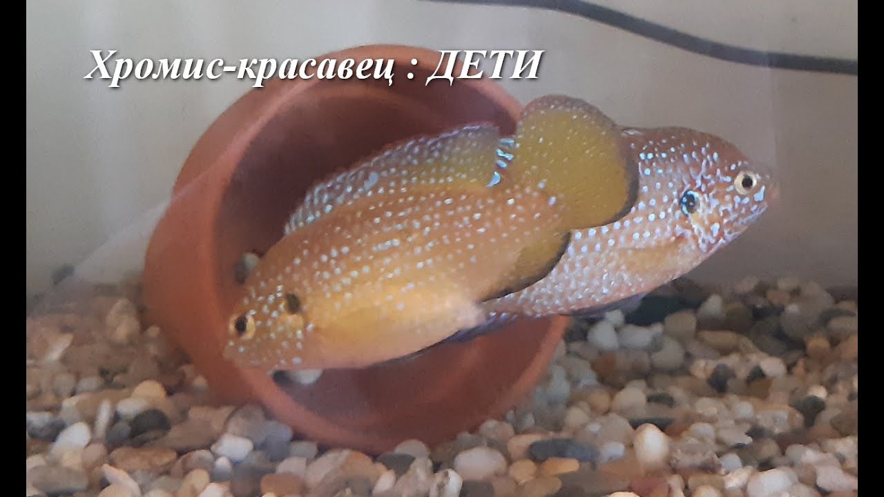 хромис-красавец, мальки.сколько их? окрас пары поражает!детки красивых родителей.