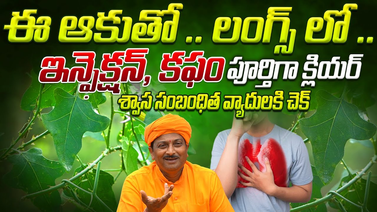 ఈ ఆకుతో లంగ్స్ లో ఇన్ఫెక్షన్, కఫం క్లియర్ శ్వాస సంబంధిత వ్యాదులకి చెక్ | Ravivarma | AYUR MANTRA