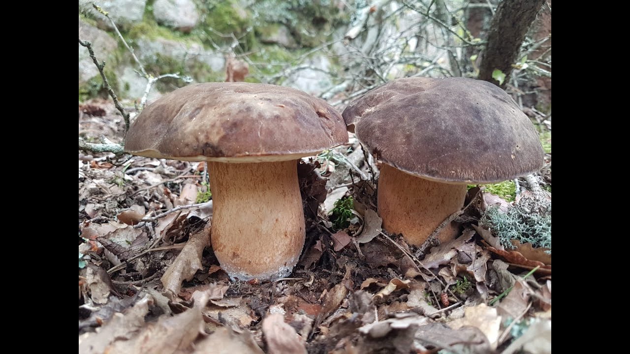 BOLETUS RETICULATUS-BOLETUS AEREUS  junio 2020 Gran día  de Setas