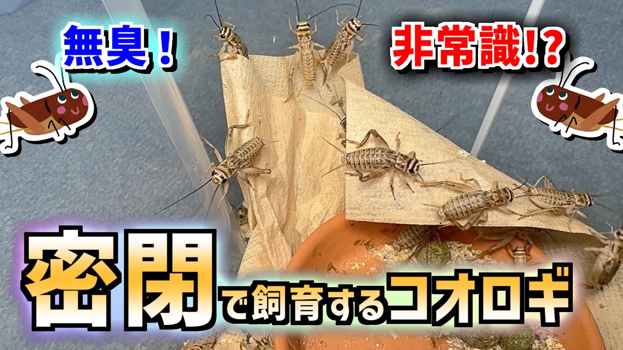 【2024最新版】通気性０！蒸れに弱いイエコを密閉衣装ケースで飼育します！？【ヨーロッパイエコオロギ・活餌・爬虫類・飼育】