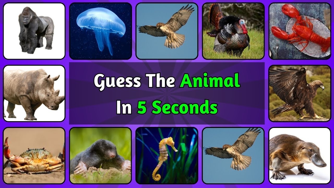 Wild Animals | Guess The Animal In 5 Seconds Hard Challenge | Guess The Animal | TKAQS