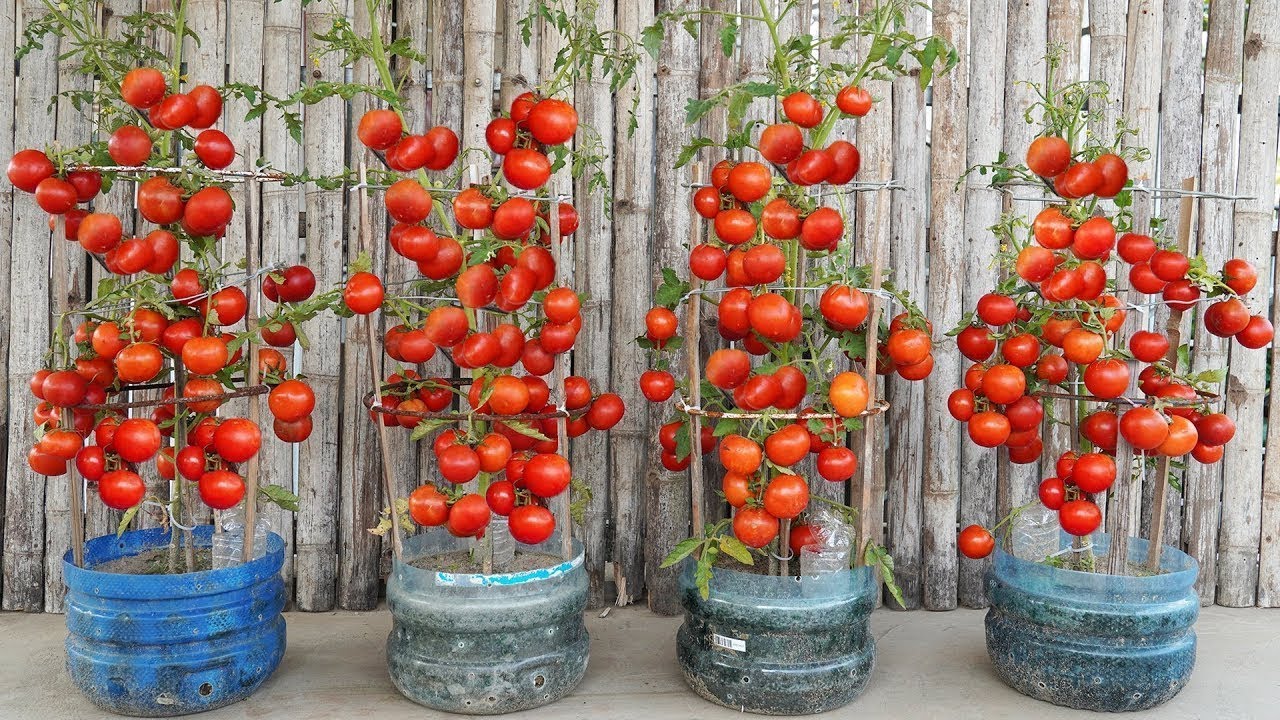 Grow Tomatoes FAST Without a Garden! Crazy Fruit Yield In Weeks