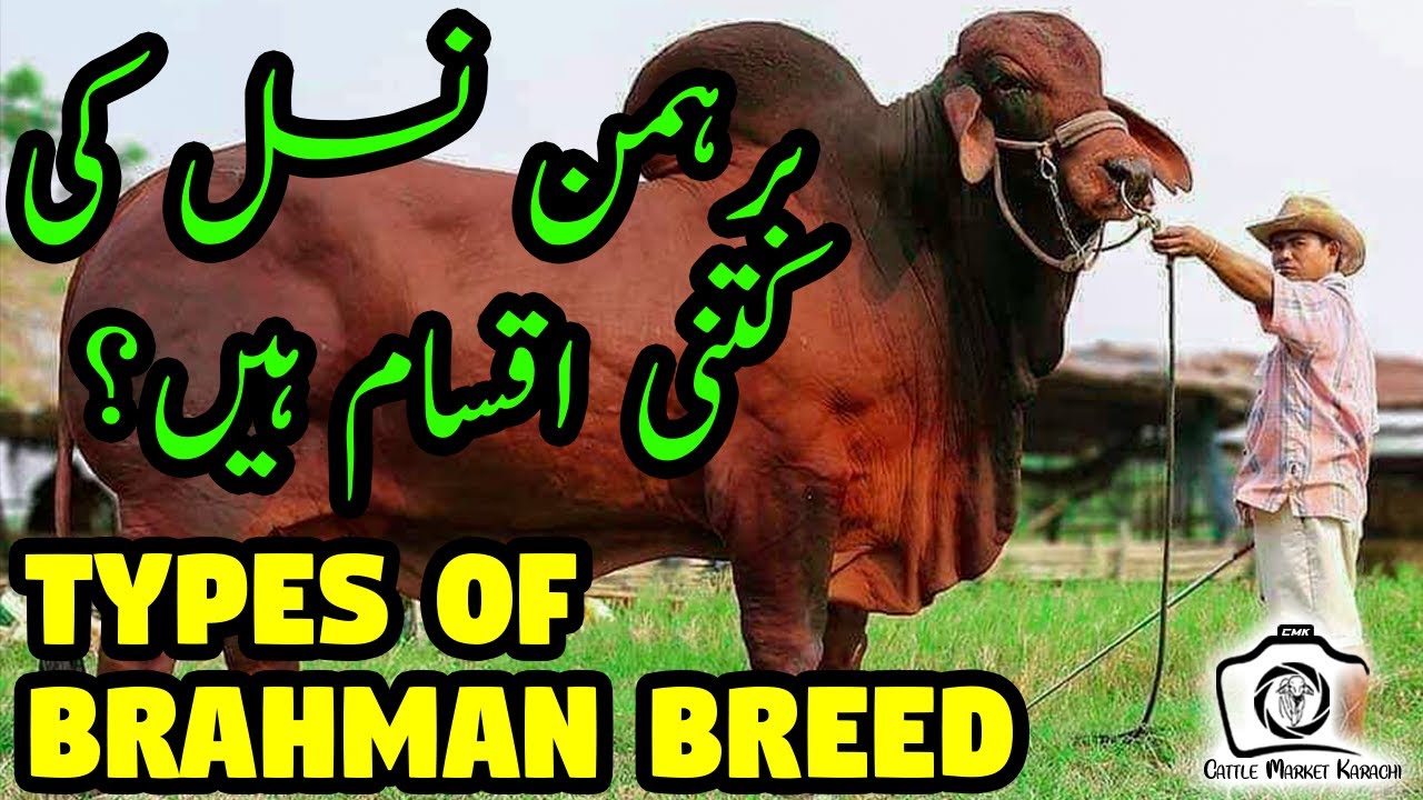 Types & Characteristics of Brahman Breed | Artificial Insemination of Brahman Bulls Urdu Documentary