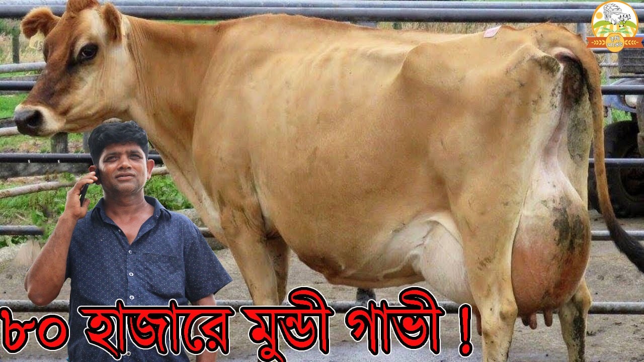 ৮০ হাজারে বাচ্চাসহ জার্সি মুন্ডী গাভী ! জাকির ভাইয়ের জীবনের কম দামে হাঁস মুরগি বিক্রির টাকাই গাভী