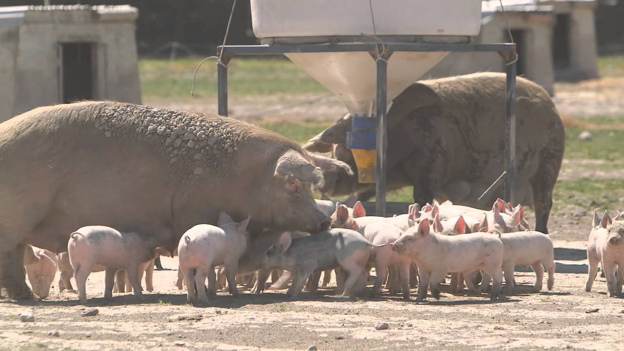 Outdoor Farrowing