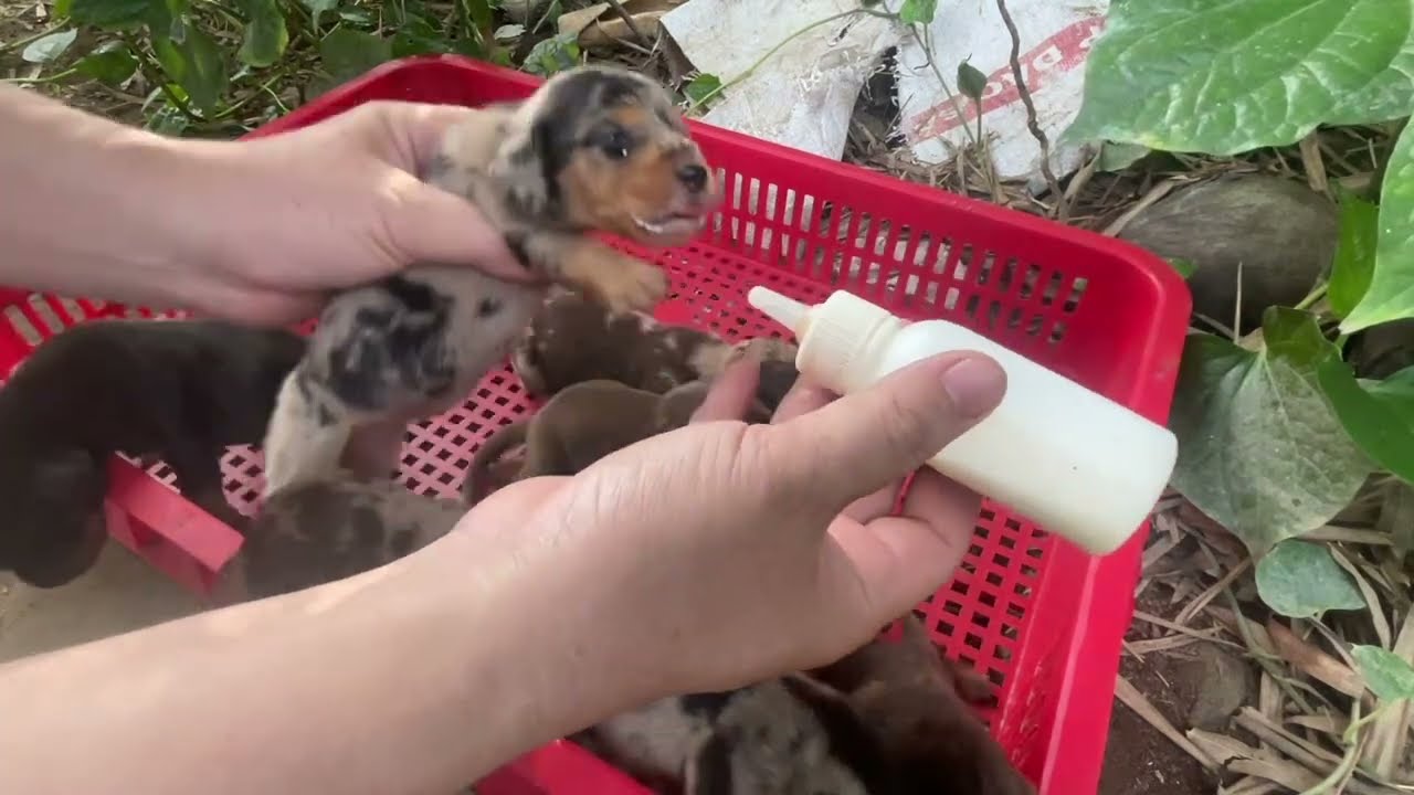 Đúng 14 ngày tuối cún con mở mắt||Bầy cún cảnh lạp xưởng siêu cute nhờ được bú dặm đầy đủ