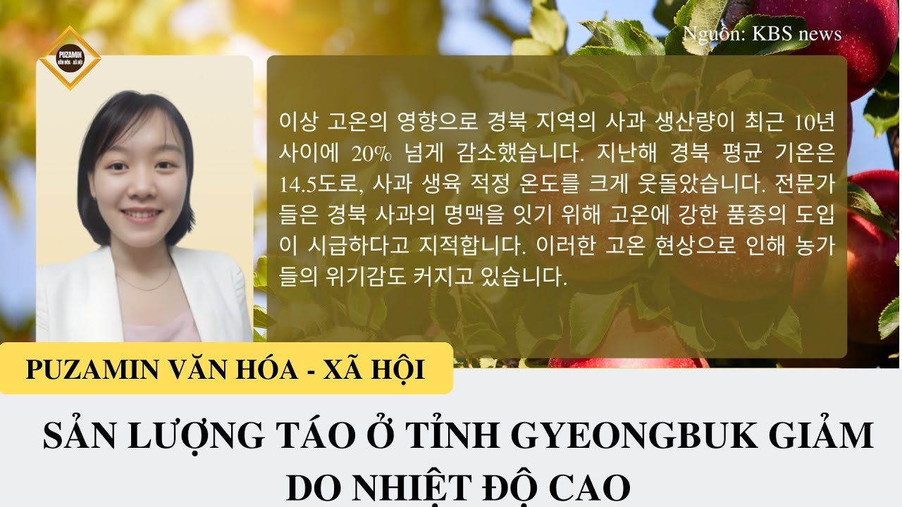 ĐIỂM TIN 22/11: SẢN LƯỢNG TÁO Ở TỈNH GYEONGBUK GIẢM DO NHIỆT ĐỘ CAO |PUZAMIN VĂN HÓA - XÃ HỘI