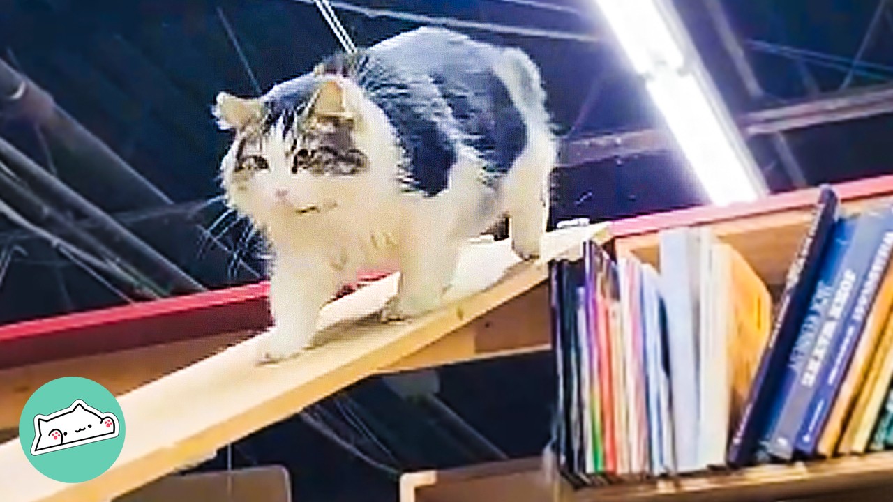 Fluffy Cat Rules The Bookstore And Asks Visitors For Pets | Cuddle Buddies
