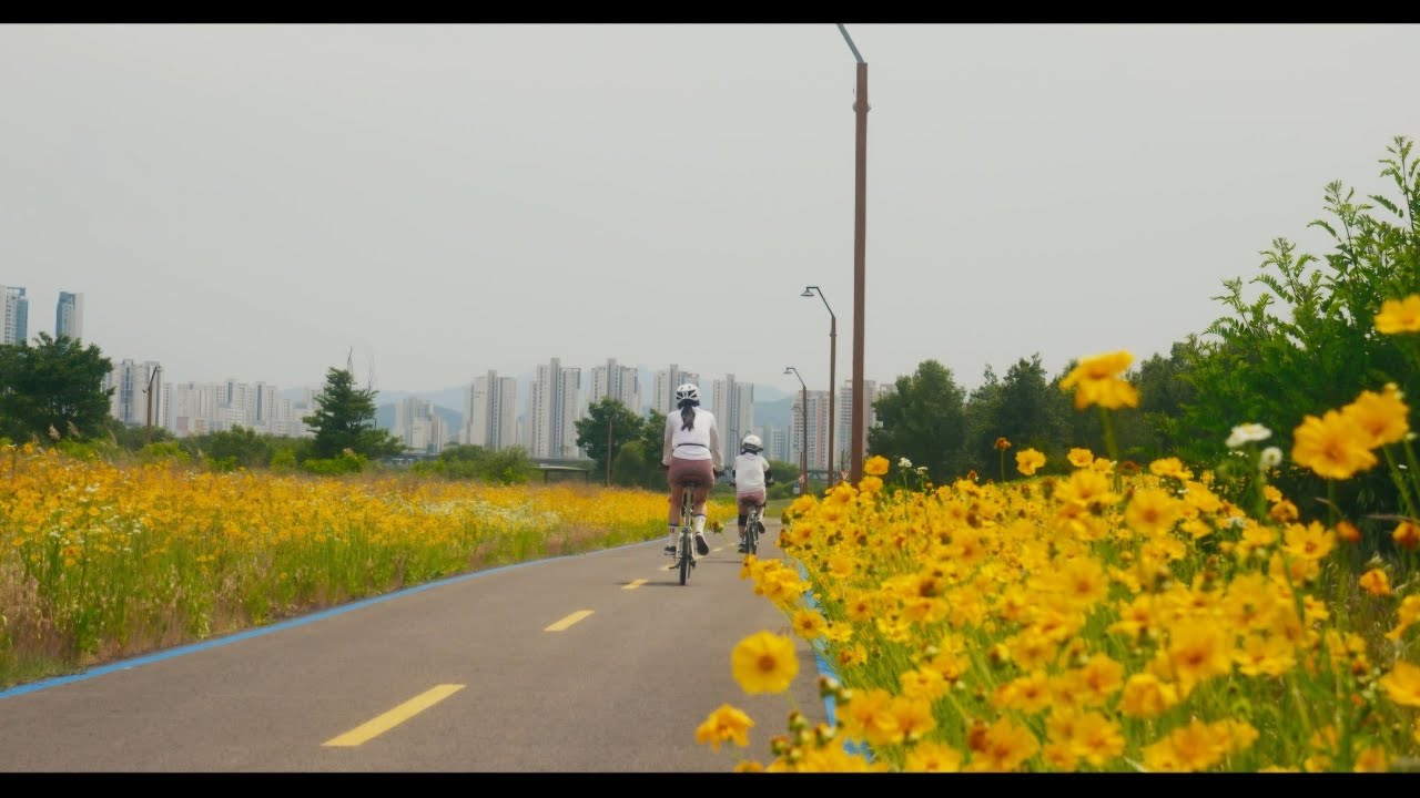 금강자전거길종주, 끝없이 펼쳐진 금계국 길