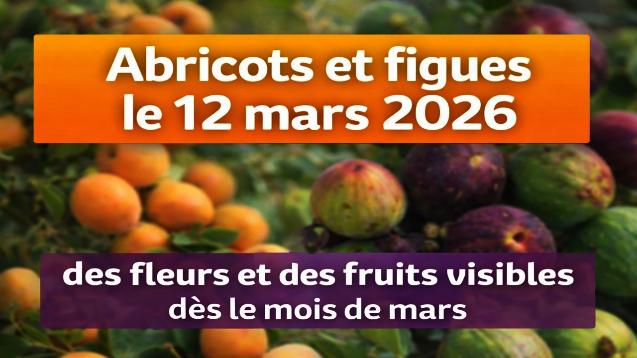 Abricotier et figuiers le 12 mars 2026, des fleurs et des fruits avec l'engrais liquide