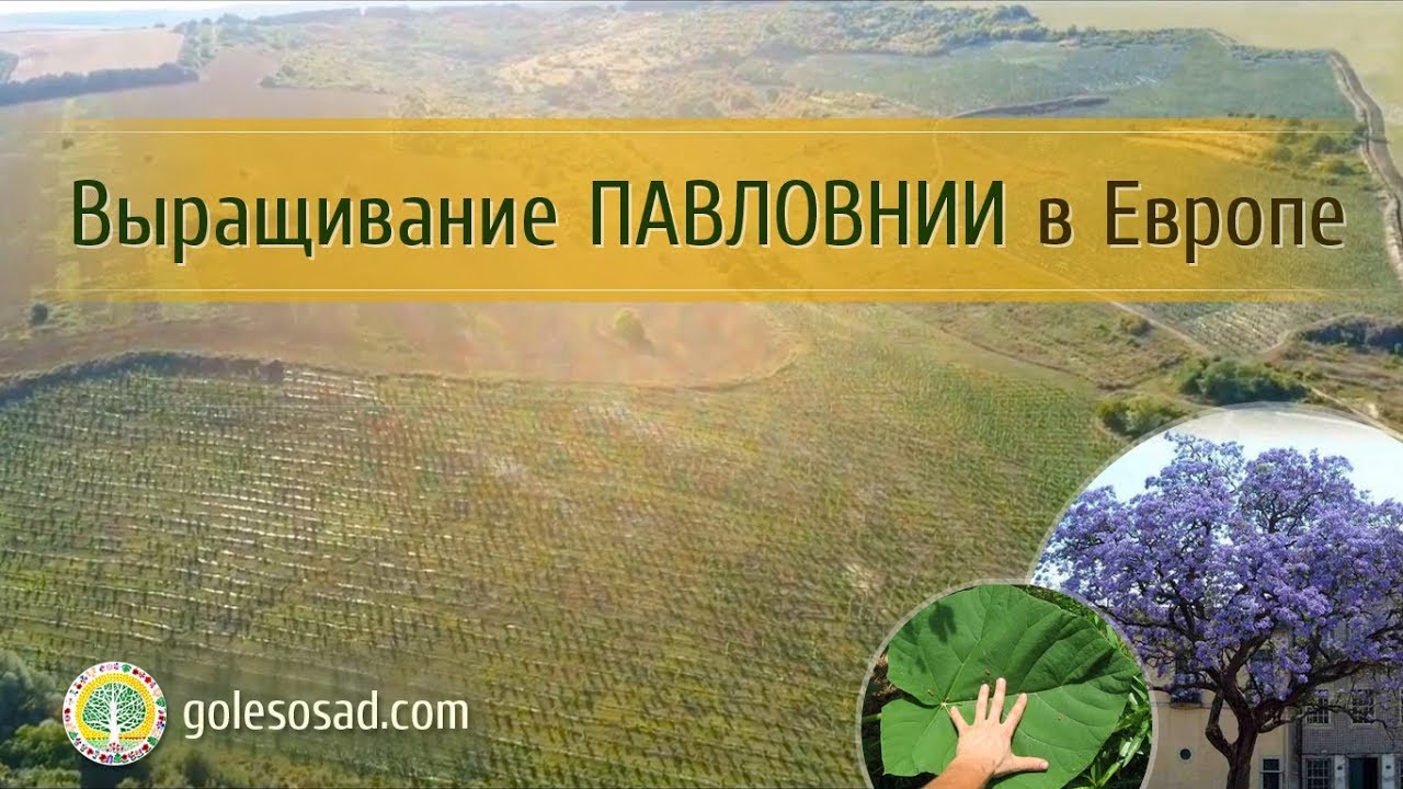 Выращивание павловнии в Европе!
