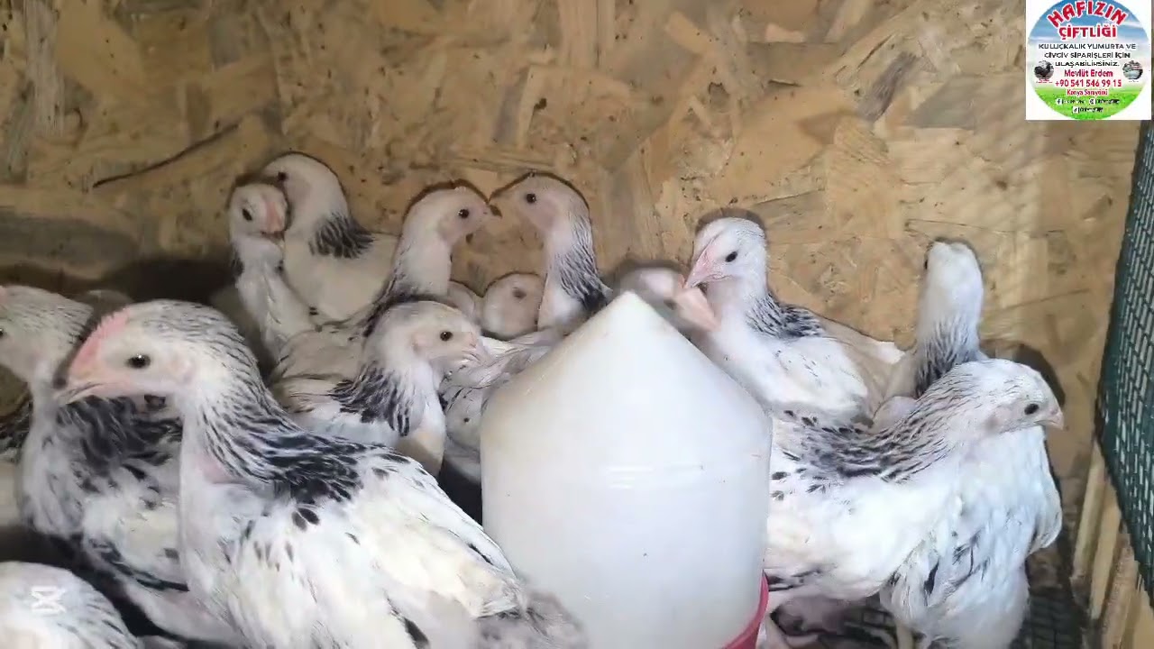 CİVCİVHANEDE SON DURUM -/- OTOBÜSLE HAYVAN NASIL GÖNDERİLİR -/- BU VİDEOYU KAÇIRMAYIN 