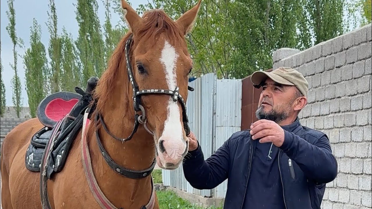 Stinger Otni ko&rsquo;ring mashalloh 