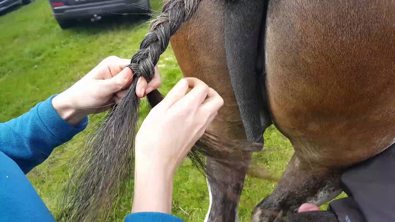 Clydesdale tail preparation for show UK method 2