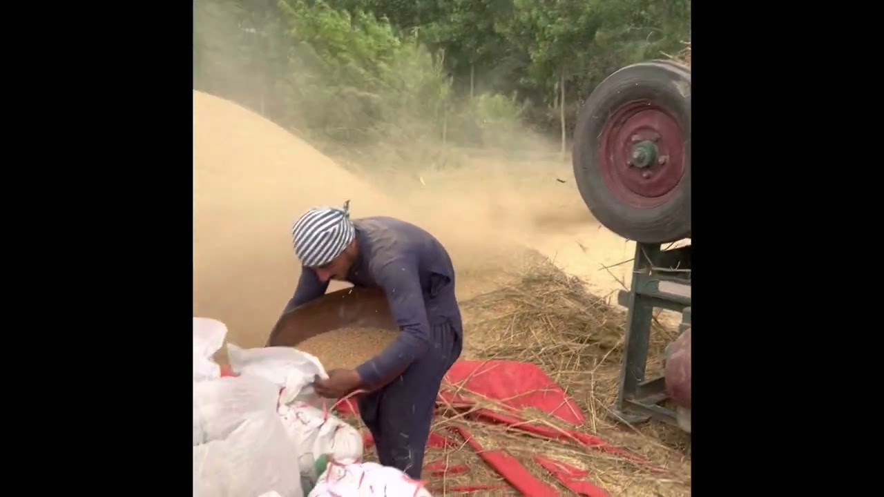 Wheat harvesting season alamgir bagh Peshawar