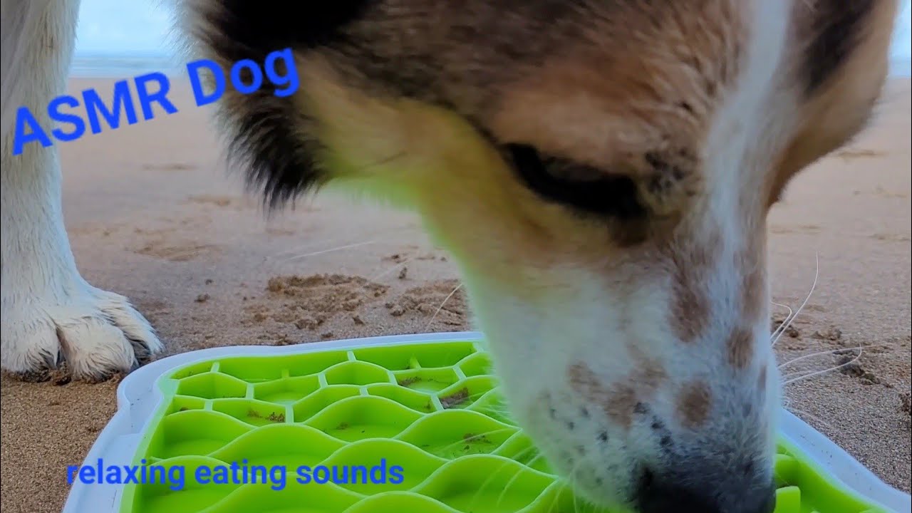 ASMR with a view - Dog licking and eating juicy dog food I wet food on a lickimat on the ocean