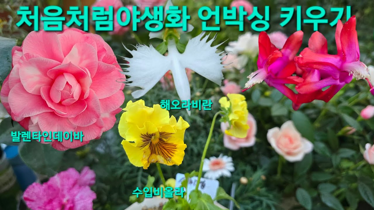 #처음처럼야생화 언박싱 #향장미 #해오라비란 #수입비올라 #동백 #목마가렛 #가제발선인장 #칼잎금매화#아젤리아 키우기