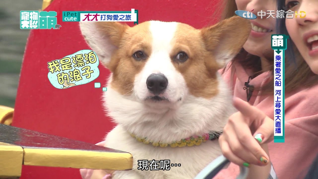 【寵物大聯萌