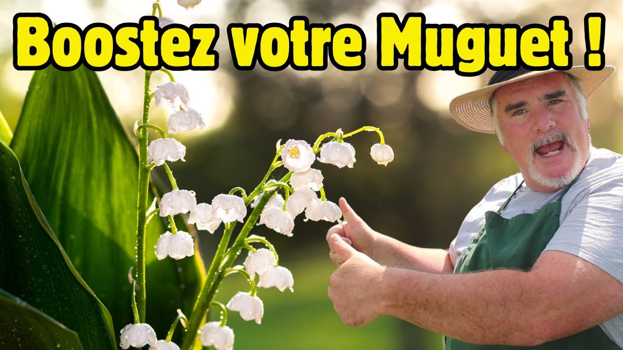 Des Clochettes de Muguet Plus Nombreuses Grâce à cette Astuce Inattendue !
