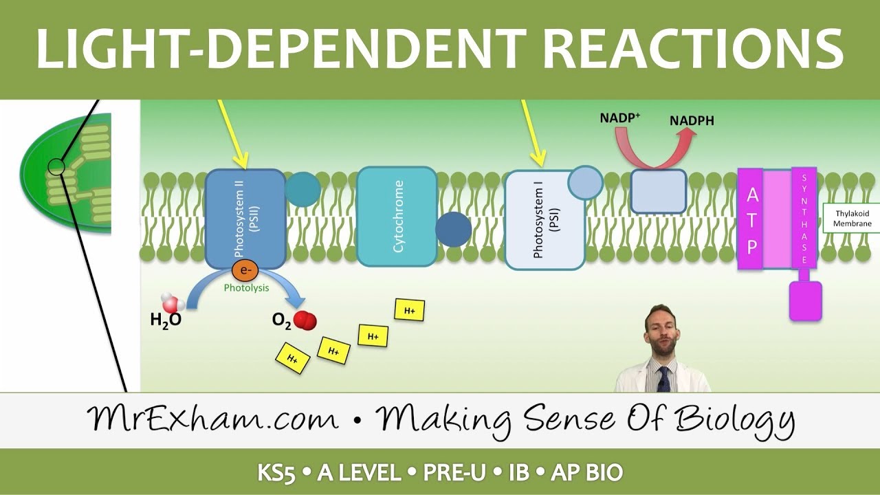 Photosynthesis - Light-dependent Stage - Post 16 Biology (A Level, Pre-U, IB, AP Bio)