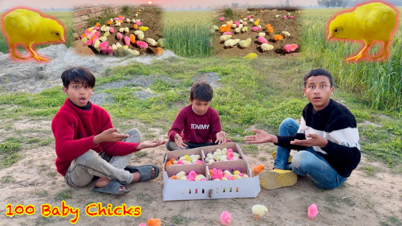 100 Baby Chicks 🐤 Hamare New Chozha 😍 Dawood Sabir Vlogs