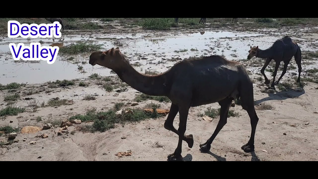 Camels Drinking Water at Pond || Camels Eating Grass || Desert Camel